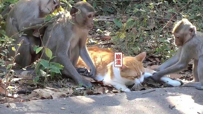 猫咪滞留动物园遭猴子攻击猫咪滞留动物园遭遇猴子攻击，动物共处需和谐共处之道