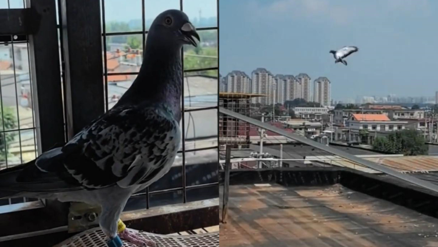 和平鸽是咋找回家的和平鸽是如何找回家的奥秘揭秘