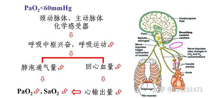 缺氧为什么会引起神经细胞兴奋性降低