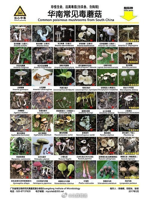 2025版毒菌最新图鉴震撼发布，2025版毒菌最新图鉴——揭秘毒菌世界的奥秘